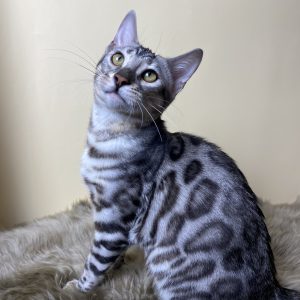 Avgustina Bengal
