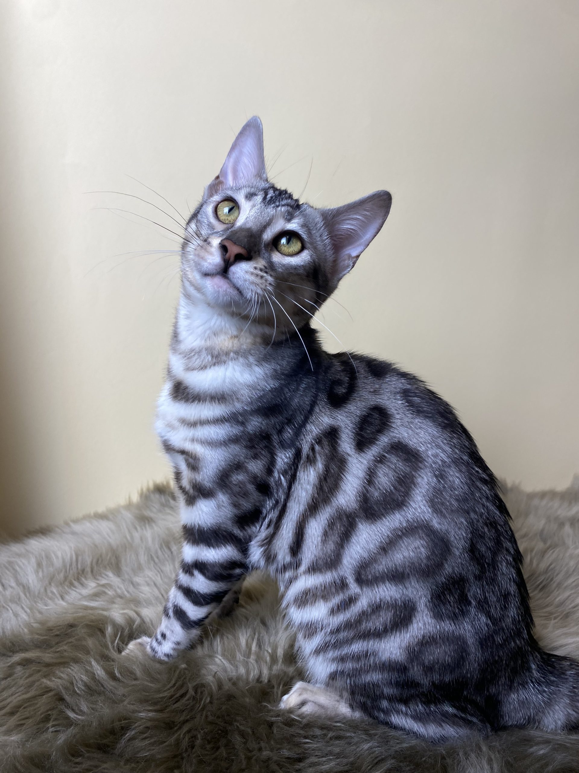 Avgustina Bengal