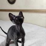 Deika-female-sphinx-cat-puppy-for-sale-1 (1)