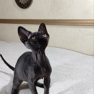 Deika Sphynx