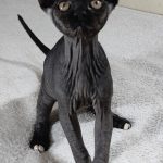 Deika-female-sphinx-cat-puppy-for-sale-1 (2)