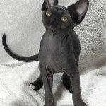 Deika-female-sphinx-cat-puppy-for-sale-1 (3)