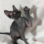 Deika-female-sphinx-cat-puppy-for-sale-1 (4)