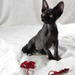 Deika-female-sphinx-cat-puppy-for-sale-1 (5)