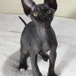 Deika-female-sphinx-cat-puppy-for-sale-1 (6)