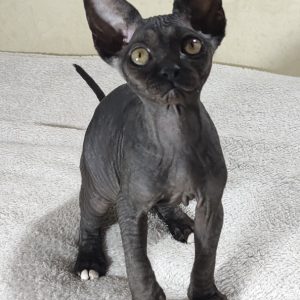 Deika Sphynx