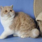 Marcela-female-exotic-shorthair-cat-puppy-for-sale-1 (1)