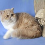 Marcela-female-exotic-shorthair-cat-puppy-for-sale-1 (2)