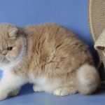 Marcela-female-exotic-shorthair-cat-puppy-for-sale-1 (3)