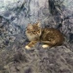 Salomon-male-siberian-puppy-for-sale-2 (1)