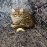 Salomon-male-siberian-puppy-for-sale-2 (2)