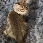 Salomon-male-siberian-puppy-for-sale-2 (3)