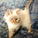 Simbo-male-siberian-puppy-for-sale-1 (1)