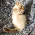 Simbo-male-siberian-puppy-for-sale-1 (2)