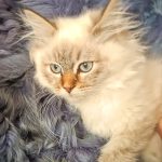 Simbo-male-siberian-puppy-for-sale-1 (3)