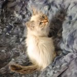 Simbo-male-siberian-puppy-for-sale-1 (4)