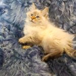 Simbo-male-siberian-puppy-for-sale-1 (5)