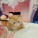 Vermouth-male-persian-cat-puppy-for-sale-1 (1)