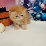 Vermouth-male-persian-cat-puppy-for-sale-1 (2)