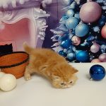 Vermouth-male-persian-cat-puppy-for-sale-1 (3)