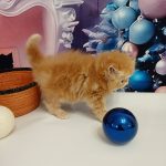 Vermouth-male-persian-cat-puppy-for-sale-1 (4)