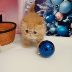 Vermouth-male-persian-cat-puppy-for-sale-1 (5)