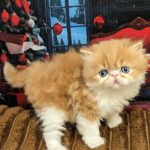 Viscount-male-persian-cat-puppy-for-sale-3 (1)