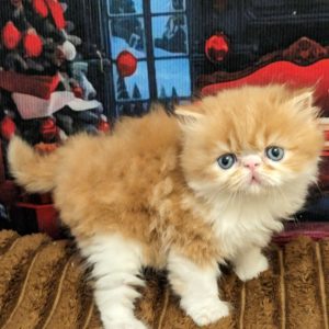 Viscount Persian