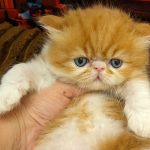Viscount-male-persian-cat-puppy-for-sale-3 (2)