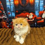 Viscount-male-persian-cat-puppy-for-sale-3 (4)