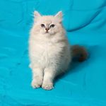 Sеrafim Siberian