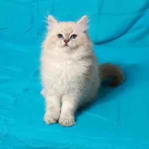 Chetatia Siberian