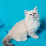 Chetatia-female-Siberian-cat-puppy-for-sale-1 (2)