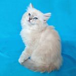 Chetatia-female-Siberian-cat-puppy-for-sale-1 (3)