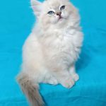 Chetatia-female-Siberian-cat-puppy-for-sale-1 (4)