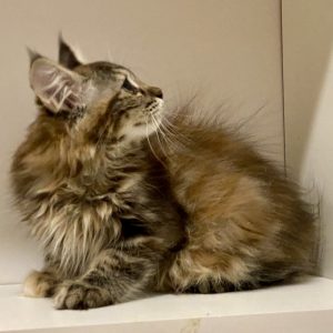 Chiara Kurilian Bobtail