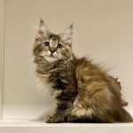 Chiara-female-Kurilian-Bobtail-cat-puppy-for-sale-1 (2)