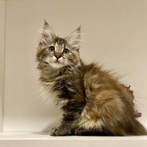 Chiara Kurilian Bobtail