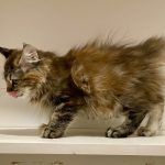 Chiara-female-Kurilian-Bobtail-cat-puppy-for-sale-1 (3)