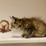 Chiara-female-Kurilian-Bobtail-cat-puppy-for-sale-1 (4)