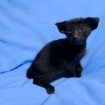 Hamer-male-Oriental-cat-puppy-for-sale-3 (1)