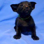 Hamer-male-Oriental-cat-puppy-for-sale-3 (3)