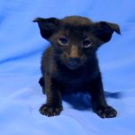 Hamer-male-Oriental-cat-puppy-for-sale-3 (4)
