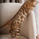 Iris-female-bengal-cat-puppy-for-sale-1 (1)
