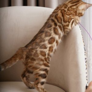 Iris Bengal