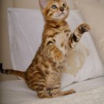 Iris-female-bengal-cat-puppy-for-sale-1 (2)
