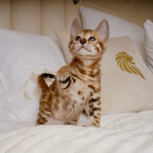 Iris Bengal