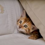 Iris-female-bengal-cat-puppy-for-sale-1 (4)