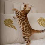 Iris-female-bengal-cat-puppy-for-sale-1 (5)