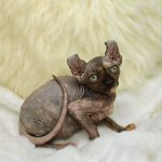 Kassandra-female-Canadian-Sphynx-Elf-cat-puppy-for-sale-4 (1)